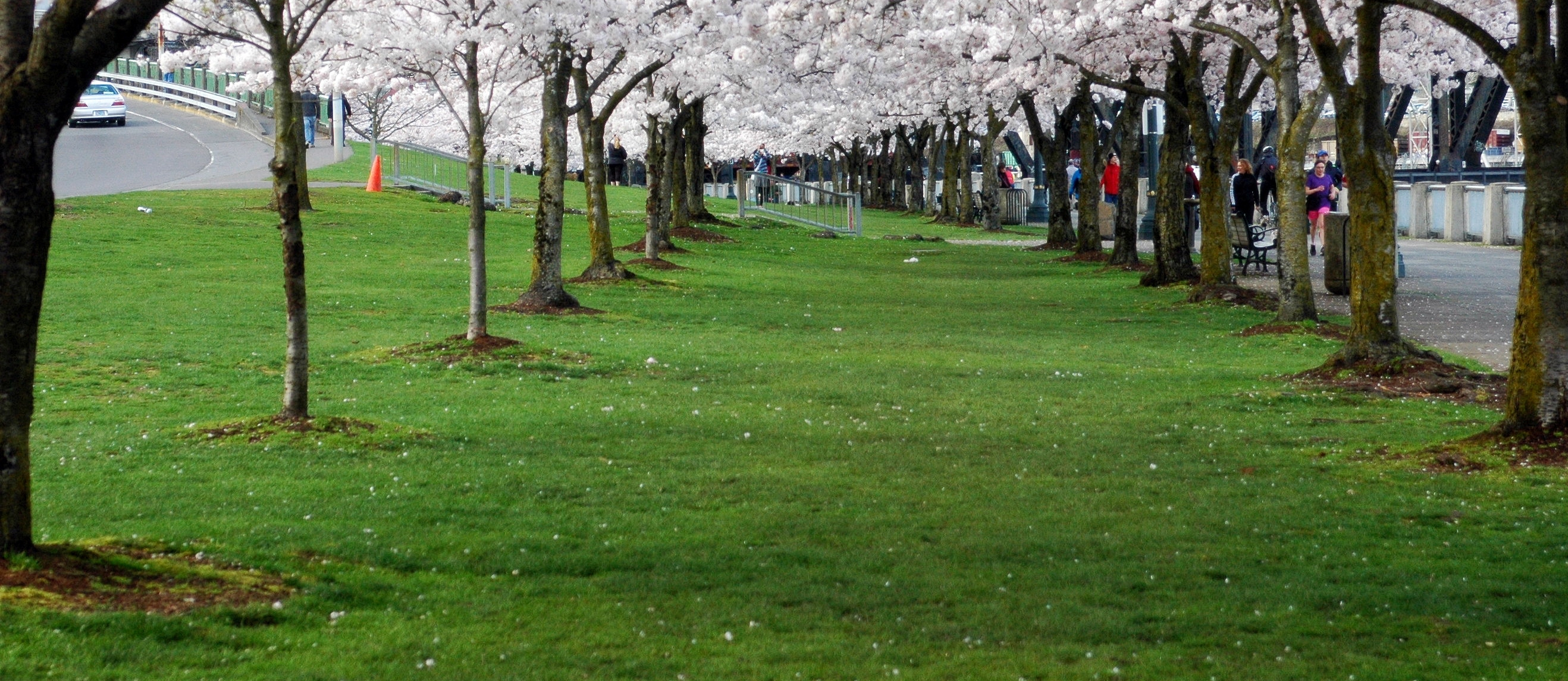 a picture of cherry blossoms blooming on the Waterfront Park in downtown Portland, OR